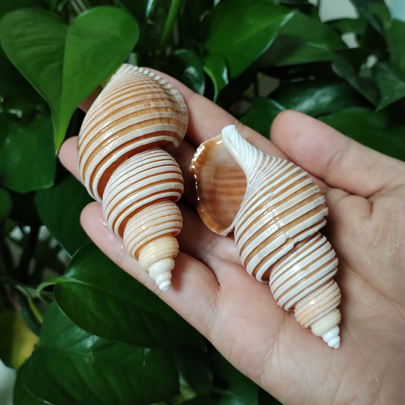 Large Vietnam Spindle Shell Aa – Home Decor Vietnam Bewertung und Preis