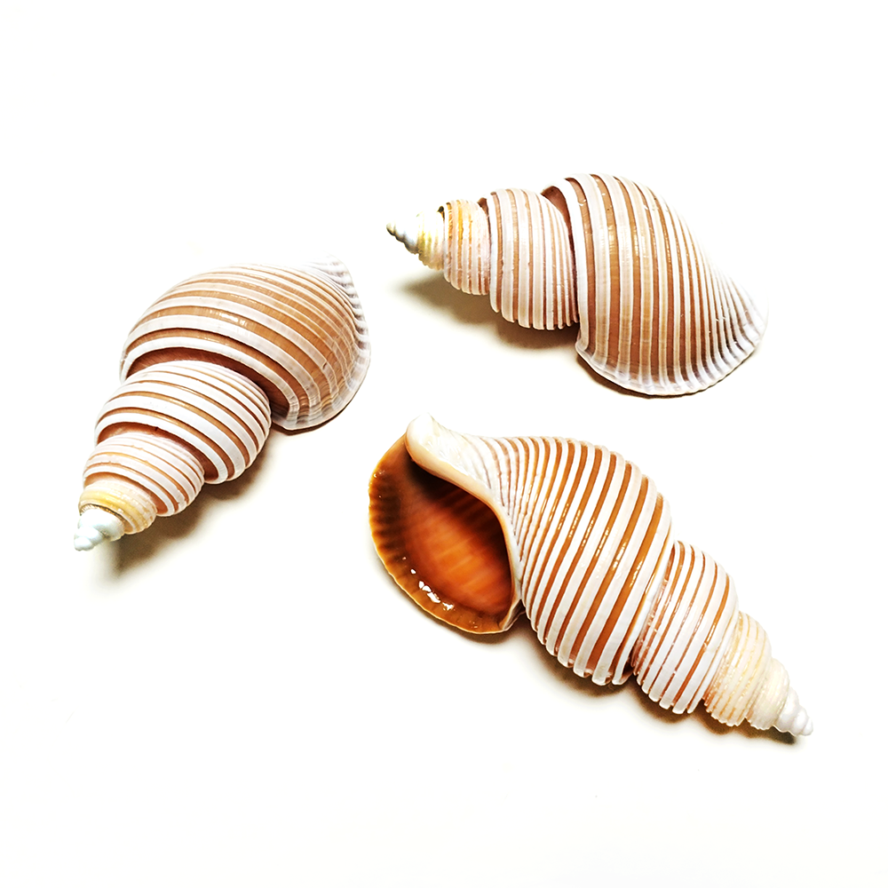 Large Vietnam Spindle Shell Aa – Home Decor Vietnam Bewertung und Preis