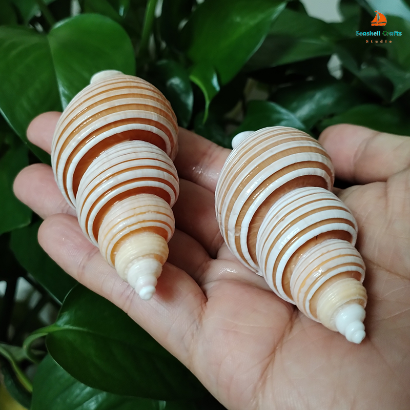 Large Vietnam Spindle Shell Aa – Home Decor Vietnam Bewertung und Preis