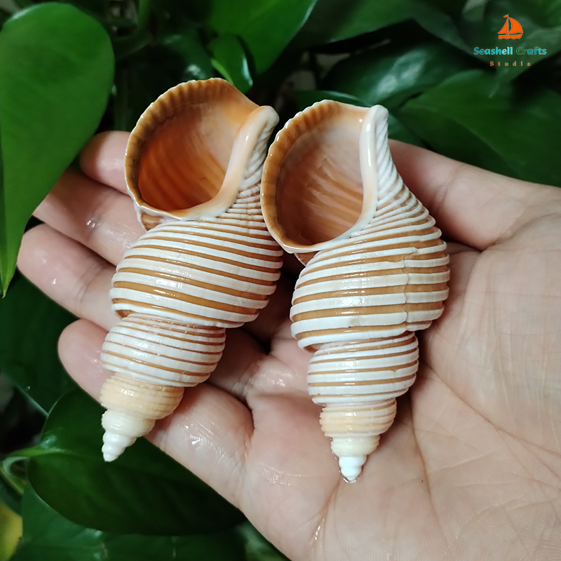 Large Vietnam Spindle Shell Aa – Home Decor Vietnam Bewertung und Preis
