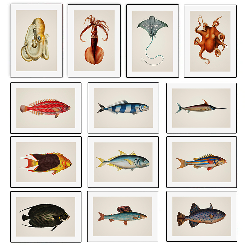 Marine Life Beautiful Tropical – Home Decor Enthusiast Bewertung und Preis
