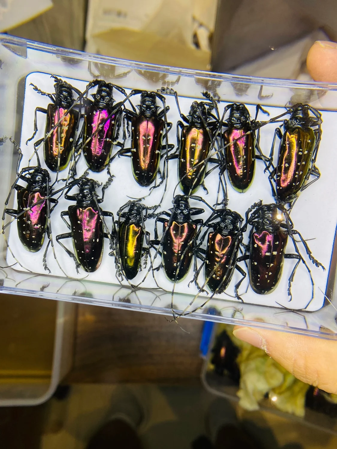 Vietnam Dicronorhina Debyana G – Home Decor Vietnam Bewertung und Preis